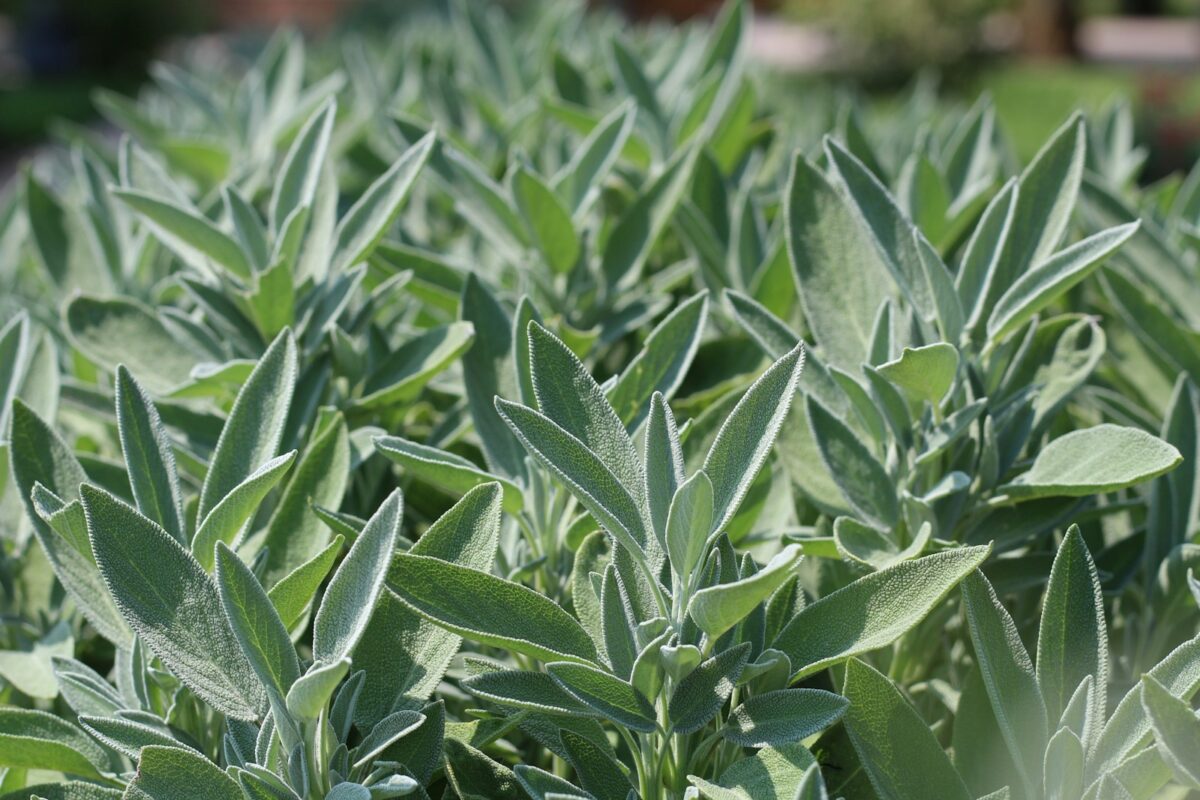 a field full of green plants with lots of leaves