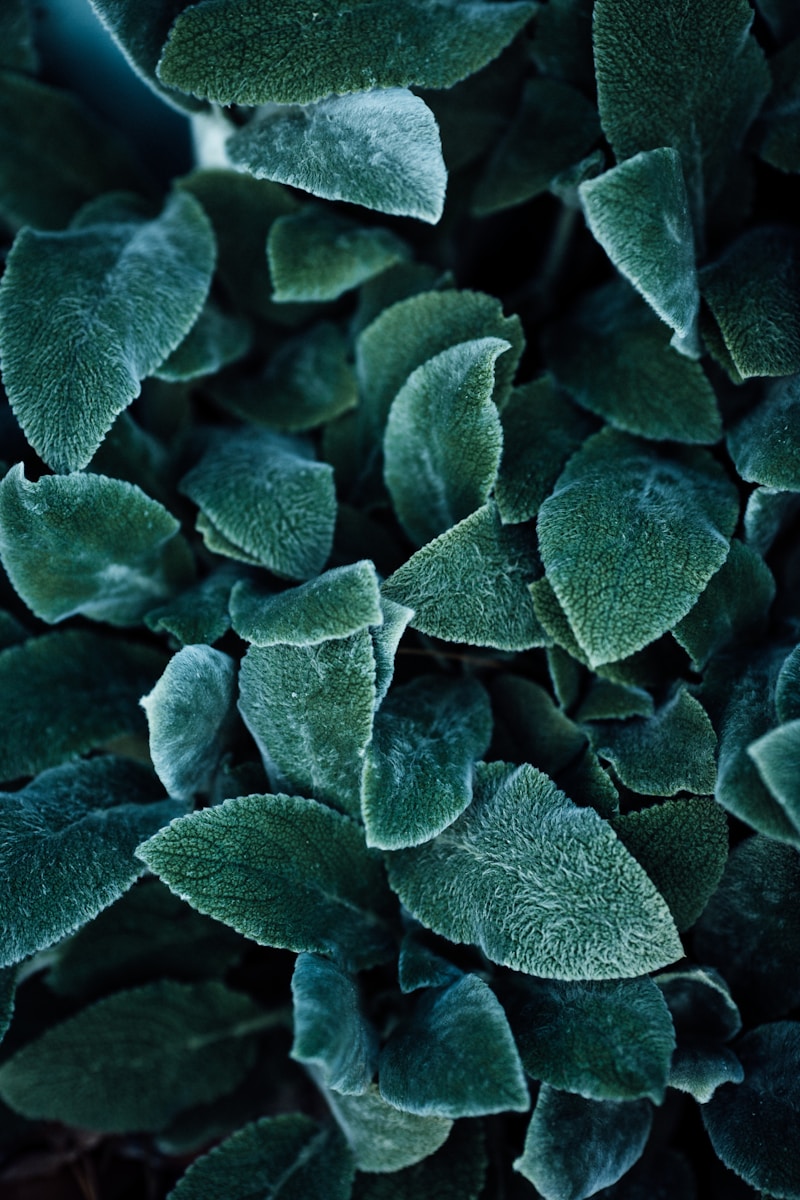 brown and white plant in close up photography