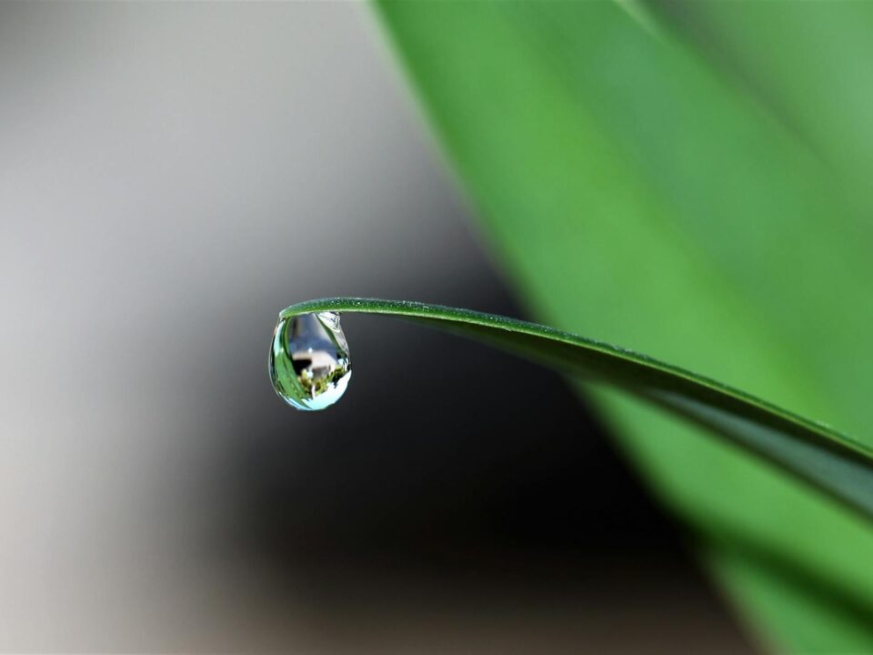 Water Drop at the Tip of a Leaf