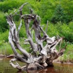 Doğal Yaşamın İncelikleri: Kendin Yap Kozmetik Tarifleri